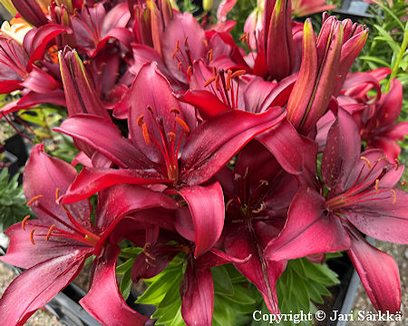 Lilium Hollandicum-Ryhm� 'Salinero', tarhasarjalilja